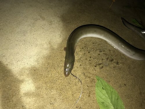 ウナギ
