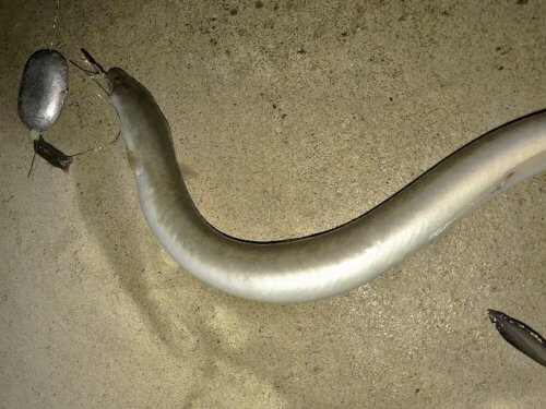 ウナギ