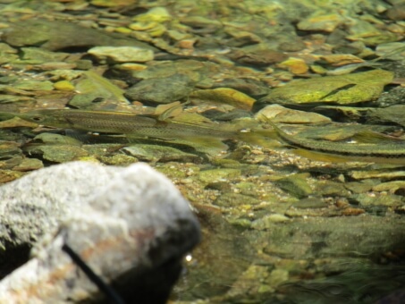 桂川の小魚