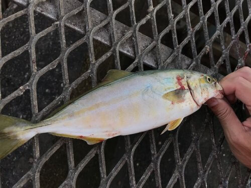 大黒ふ頭海釣り公園でワカシをゲット