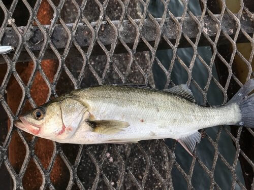 大黒ふ頭海釣り公園