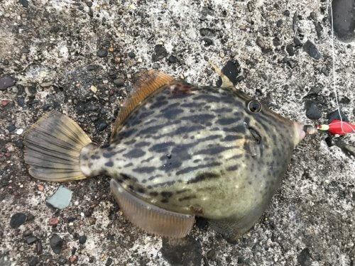 カワハギ