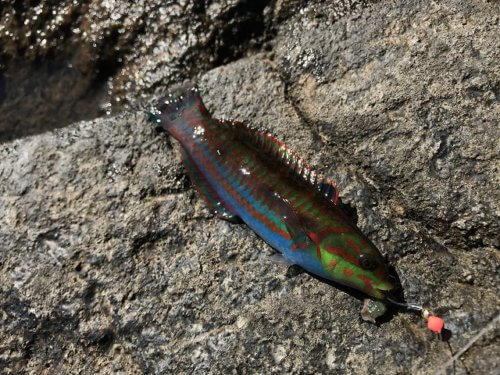 ベラ
