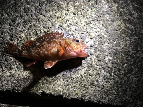 サビキ釣りセット で海へ行こう 釣りなんてやりゃあ釣れるんだ 釣りウォーカー