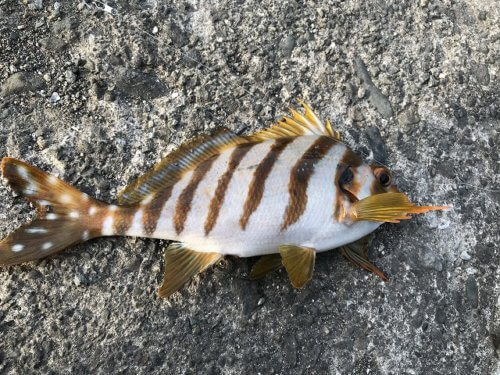 タカノハダイ