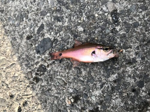 ネンブツダイ