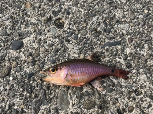 クロホシイシモチ