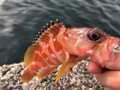 サビキ釣りセット で海へ行こう 釣りなんてやりゃあ釣れるんだ 釣りウォーカー