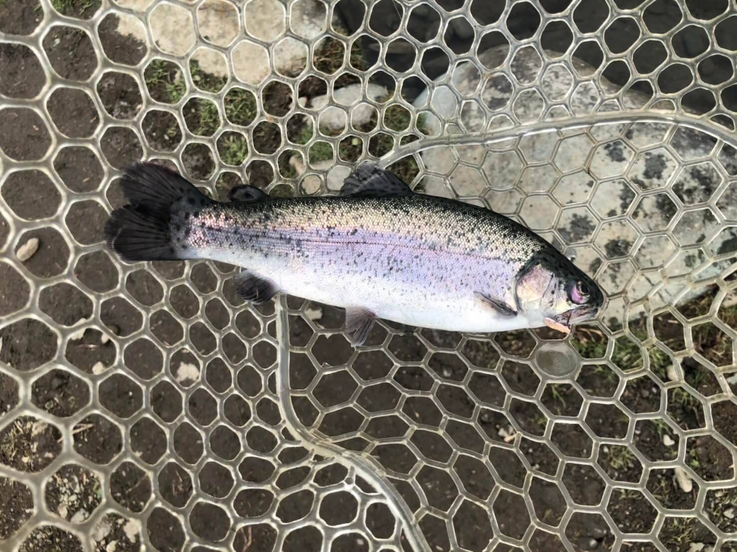 フィッシングフィールド中津川 攻略方法とおすすめルアーをご紹介 釣りウォーカー