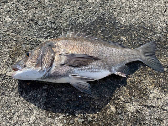 手軽で簡単 堤防かかり釣りで防波堤からチヌを狙う 釣りウォーカー