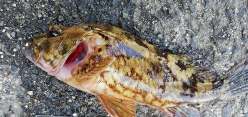 根魚